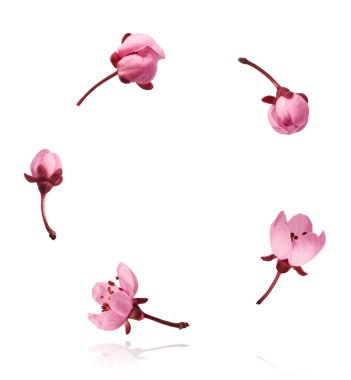 Hassas pembe çiçeklerin açması beyaz arka planda izole bir şekilde havaya düşüyor. Prunus cerasifera 'zenci' veya Kanada siyah eriği