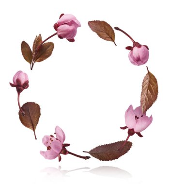 Hassas pembe çiçeklerin açması beyaz arka planda izole bir şekilde havaya düşüyor. Prunus cerasifera 'zenci' veya Kanada siyah eriği