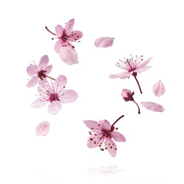 Hassas pembe çiçeklerin açması beyaz arka planda izole bir şekilde havaya düşüyor. Prunus cerasifera 'zenci' veya Kanada siyah eriği