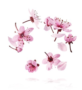 Hassas pembe çiçeklerin açması beyaz arka planda izole bir şekilde havaya düşüyor. Prunus cerasifera 'zenci' veya Kanada siyah eriği