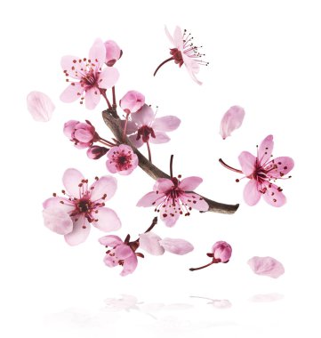 Hassas pembe çiçeklerin açması beyaz arka planda izole bir şekilde havaya düşüyor. Prunus cerasifera 'zenci' veya Kanada siyah eriği