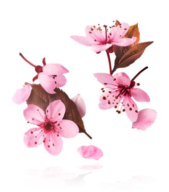 Hassas pembe çiçeklerin açması beyaz arka planda izole bir şekilde havaya düşüyor. Prunus cerasifera 'zenci' veya Kanada siyah eriği