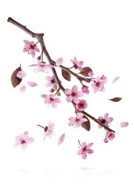 Hassas pembe çiçeklerin açması beyaz arka planda izole bir şekilde havaya düşüyor. Prunus cerasifera 'zenci' veya Kanada siyah eriği