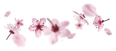 Hassas pembe çiçeklerin açması beyaz arka planda izole bir şekilde havaya düşüyor. Prunus cerasifera 'zenci' veya Kanada siyah eriği