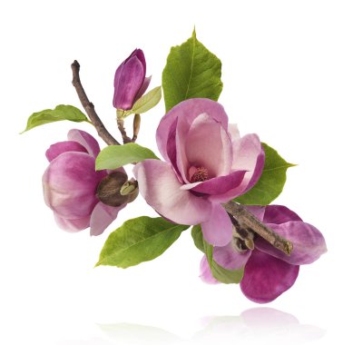 Güzel pembe Manolya çiçeği beyaz arka planda izole bir şekilde havaya düşüyor. Sıfır yerçekimi kavramı