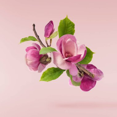 Güzel pembe Magnolia çiçeği pembe arka planda izole bir şekilde havaya düşüyor. Sıfır yerçekimi kavramı