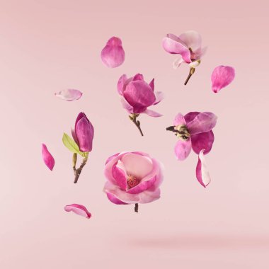 Güzel pembe Magnolia çiçeği pembe arka planda izole bir şekilde havaya düşüyor. Sıfır yerçekimi kavramı