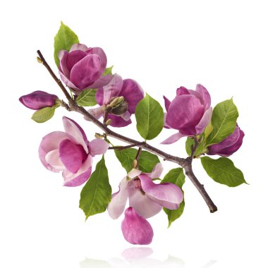 Güzel pembe Manolya çiçeği beyaz arka planda izole bir şekilde havaya düşüyor. Sıfır yerçekimi kavramı