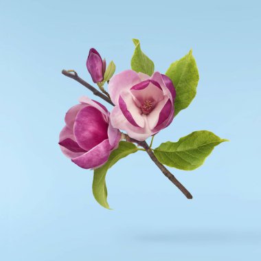 Güzel pembe Manolya çiçeği mavi arka planda izole bir şekilde havaya düşüyor. Sıfır yerçekimi kavramı