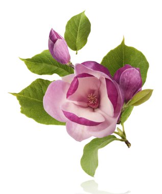 Güzel pembe Manolya çiçeği beyaz arka planda izole bir şekilde havaya düşüyor. Sıfır yerçekimi kavramı