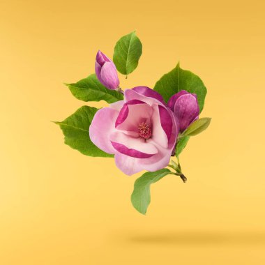 Havaya düşen güzel pembe Manolya çiçeği sarı arka planda izole edilmiş. Sıfır yerçekimi kavramı