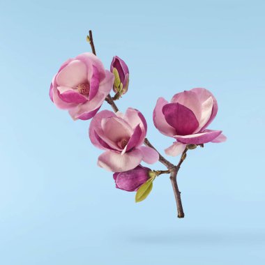 Güzel pembe Manolya çiçeği mavi arka planda izole bir şekilde havaya düşüyor. Sıfır yerçekimi kavramı