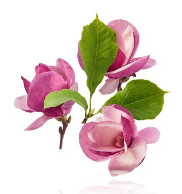 Güzel pembe Manolya çiçeği beyaz arka planda izole bir şekilde havaya düşüyor. Sıfır yerçekimi kavramı