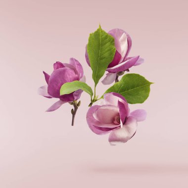 Güzel pembe Magnolia çiçeği pembe arka planda izole bir şekilde havaya düşüyor. Sıfır yerçekimi kavramı