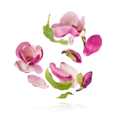 Güzel pembe Manolya çiçeği beyaz arka planda izole bir şekilde havaya düşüyor. Sıfır yerçekimi kavramı