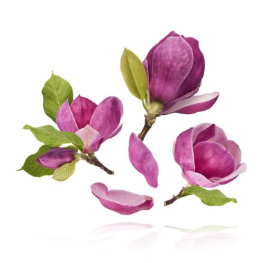 Güzel pembe Manolya çiçeği beyaz arka planda izole bir şekilde havaya düşüyor. Sıfır yerçekimi kavramı