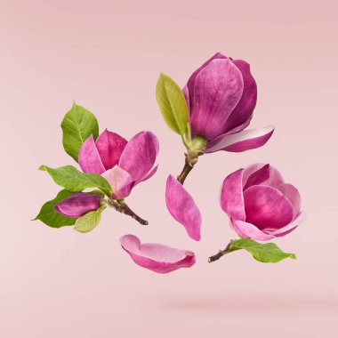 Güzel pembe Magnolia çiçeği pembe arka planda izole bir şekilde havaya düşüyor. Sıfır yerçekimi kavramı