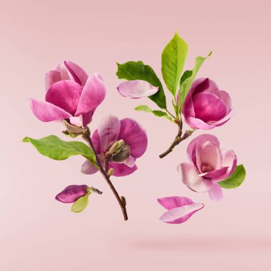 Güzel pembe Magnolia çiçeği pembe arka planda izole bir şekilde havaya düşüyor. Sıfır yerçekimi kavramı