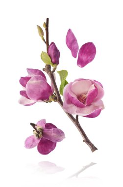 A branch full of magnolia blooming. Beautiful pink Magnolia flower falling in the air isolated on white background. Zero gravity conception