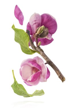 Güzel pembe Manolya çiçeği beyaz arka planda izole bir şekilde havaya düşüyor. Sıfır yerçekimi kavramı