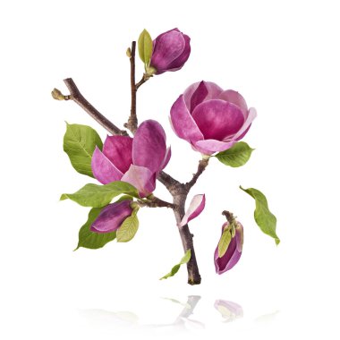A branch full of magnolia blooming. Beautiful pink Magnolia flower falling in the air isolated on white background. Zero gravity conception