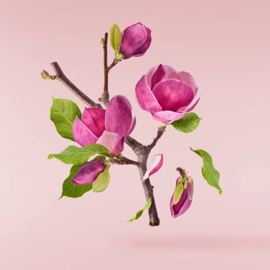 Güzel pembe Magnolia çiçeği pembe arka planda izole bir şekilde havaya düşüyor. Sıfır yerçekimi kavramı