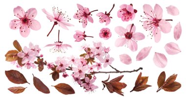 Havaya düşen narin pembe çiçeklerin açtığı, beyaz arka planda izole edilmiş yaratıcı set koleksiyonu. Prunus cerasifera 'zenci' veya Kanada siyah eriği