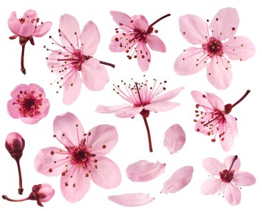 Havaya düşen narin pembe çiçeklerin açtığı, beyaz arka planda izole edilmiş yaratıcı set koleksiyonu. Prunus cerasifera 'zenci' veya Kanada siyah eriği