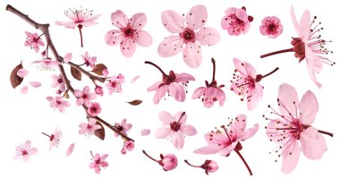 Havaya düşen narin pembe çiçeklerin açtığı, beyaz arka planda izole edilmiş yaratıcı set koleksiyonu. Prunus cerasifera 'zenci' veya Kanada siyah eriği