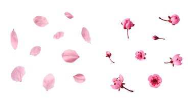 Havaya düşen narin pembe çiçeklerin açtığı, beyaz arka planda izole edilmiş yaratıcı set koleksiyonu. Prunus cerasifera 'zenci' veya Kanada siyah eriği