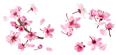 Havaya düşen narin pembe çiçeklerin açtığı, beyaz arka planda izole edilmiş yaratıcı set koleksiyonu. Prunus cerasifera 'zenci' veya Kanada siyah eriği