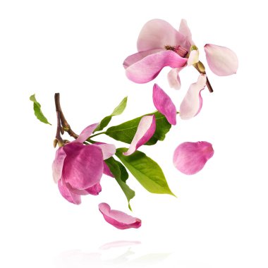 Güzel pembe Manolya çiçeği beyaz arka planda izole bir şekilde havaya düşüyor. Sıfır yerçekimi kavramı