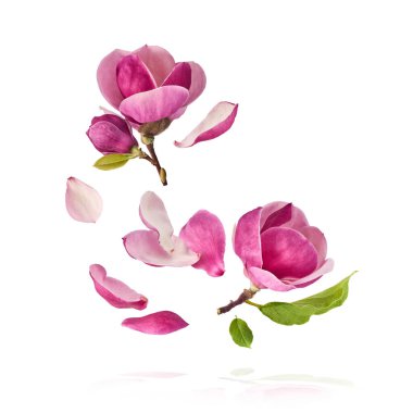Güzel pembe Manolya çiçeği beyaz arka planda izole bir şekilde havaya düşüyor. Sıfır yerçekimi kavramı