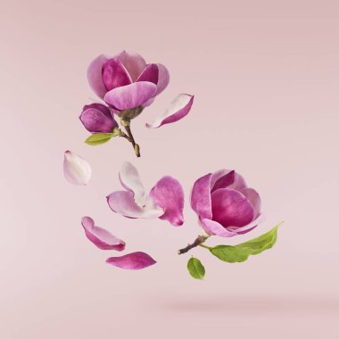 Güzel pembe Magnolia çiçeği pembe arka planda izole bir şekilde havaya düşüyor. Sıfır yerçekimi kavramı