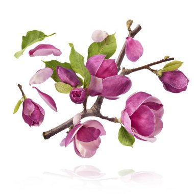 A branch full of magnolia blooming. Beautiful pink Magnolia flower falling in the air isolated on white background. Zero gravity conception