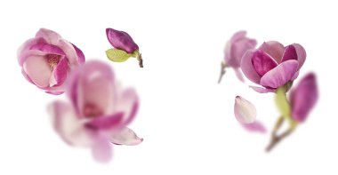 Güzel pembe Manolya çiçeği beyaz arka planda izole bir şekilde havaya düşüyor. Sıfır yerçekimi kavramı
