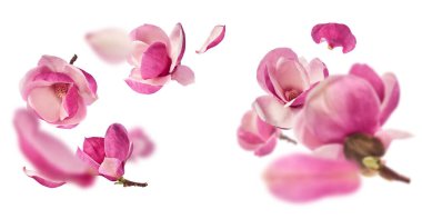 Güzel pembe Manolya çiçeği beyaz arka planda izole bir şekilde havaya düşüyor. Sıfır yerçekimi kavramı