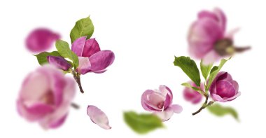 Güzel pembe Manolya çiçeği beyaz arka planda izole bir şekilde havaya düşüyor. Sıfır yerçekimi kavramı