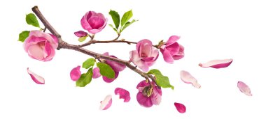 A branch full of magnolia blooming. Beautiful pink Magnolia flower falling in the air isolated on white background. Zero gravity conception
