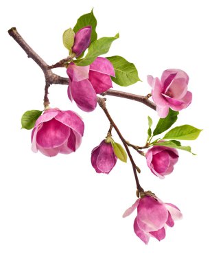 A branch full of magnolia blooming. Beautiful pink Magnolia flower falling in the air isolated on white background. Zero gravity conception
