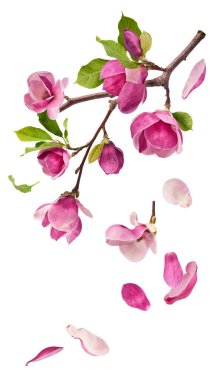 A branch full of magnolia blooming. Beautiful pink Magnolia flower falling in the air isolated on white background. Zero gravity conception