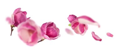 Güzel pembe Manolya çiçeği beyaz arka planda izole bir şekilde havaya düşüyor. Sıfır yerçekimi kavramı