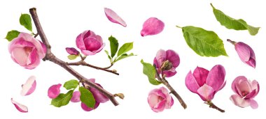 Havaya düşen güzel pembe manolya çiçekli yaratıcı bir set beyaz arka planda izole edilmiş. Sıfır yerçekimi kavramı