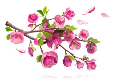 A branch full of magnolia blooming. Beautiful pink Magnolia flower falling in the air isolated on white background. Zero gravity conception