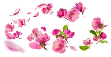 Güzel pembe Manolya çiçeği beyaz arka planda izole bir şekilde havaya düşüyor. Sıfır yerçekimi kavramı