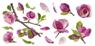 Havaya düşen güzel pembe manolya çiçekli yaratıcı bir set beyaz arka planda izole edilmiş. Sıfır yerçekimi kavramı