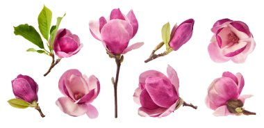 Havaya düşen güzel pembe manolya çiçekli yaratıcı bir set beyaz arka planda izole edilmiş. Sıfır yerçekimi kavramı