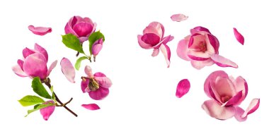 Havaya düşen güzel pembe manolya çiçekli yaratıcı bir set beyaz arka planda izole edilmiş. Sıfır yerçekimi kavramı