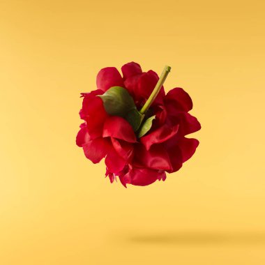 Güzel Kırmızı Şakayık sarı arka planda izole bir şekilde havaya düşüyor. Yüksek çözünürlük Sıfır yerçekimi veya havada kalma kavramı.