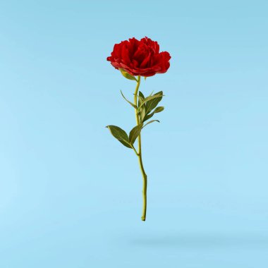 Güzel Kırmızı Şakayık mavi arka planda izole bir şekilde havaya düşüyor. Yüksek çözünürlük Sıfır yerçekimi veya havada kalma kavramı.